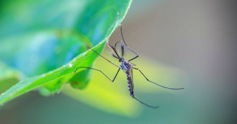 蚊虫的综合防治